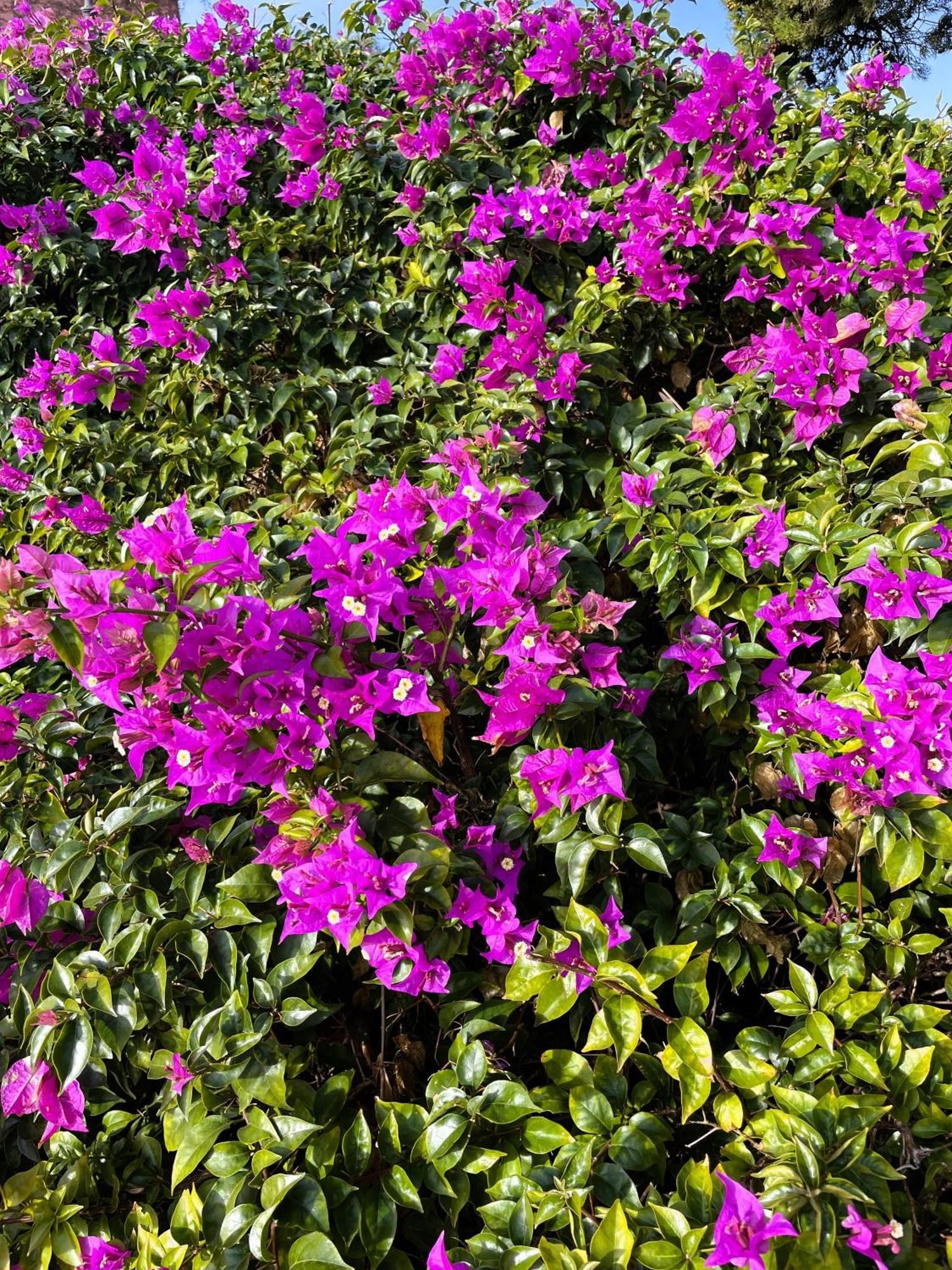 Bellissimo Appartamento Con Veranda Privata Al Centro Di Porto Rotondo Esterno foto